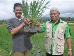 Lewat Teknik ‘Ratun Salibu’, Petani Bisa Panen Berkali-kali