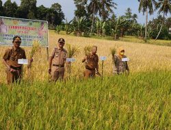 Hasil Ubinan Petani Pinrang Berlipat Berkat Program CSA