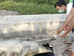 Jaga Keanekaragaman Laut, LPSPL Serang Tangani Puluhan Biota Laut Terdampar Selama 2022