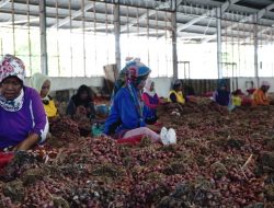Tahun Baru 2023 Aman, Pasokan Cabai dan Bawang Merah Terus Menggelontor