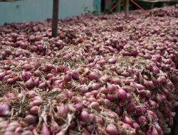 Champion Cabai-Bawang Merah Sukses Amankan Pasokan Saat Natal
