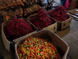 Kementan Jamin Stok Cabai di PIKJ Aman Jelang Nataru