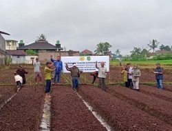 Kementan Gerakkan Tanam Bawang Merah di Sukabumi