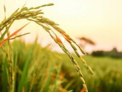 Mendag Perntanyakan Data BPS, IPEC: Terus Mau Pakai yang Mana?