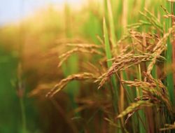 Harga Gabah Dinilai Tinggi, Petani: Masih Taraf Wajar