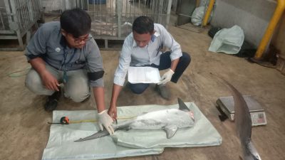 Atur Ketat Perdagangan Ikan Hiu dan Pari, KKP: Tidak Ada Celah Penyelundupan