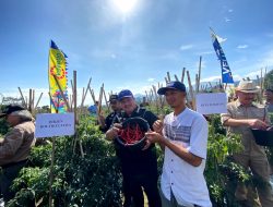 Kementan Panen Raya, Bantuan Benih Mampu Dongkrak Produksi dan Amankan Stok Cabai