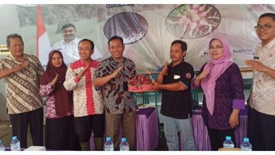 Ditjen Hortikultura Kementan Dorong Budidaya Bawang Merah Biji di Kabupaten Brebes