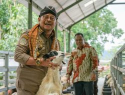 Mentan SYL Dorong Produksi Kambing dan Domba Kulon Progo Banjiri Kebutuhan Nasional