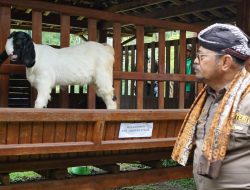 Tingkatkan Ekonomi Kerakyatan, Kementan Dorong Setiap Daerah Kembangkan Model Closed-Loop Peternakan Kambing Domba
