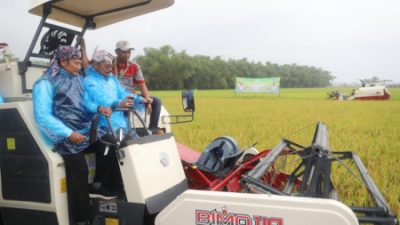Capai 7,3 Ton Perhektar, Panen Raya Padi Di Lamongan
