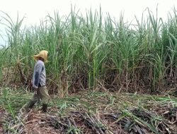 Demi Wujudkan Swasembada Gula, Kementan Dorong Peningkatan Produksi Tebu