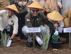 Genjot Ekspor Nasional, Kawasan Budidaya Nanas Prabumulih Diresmikan Wamentan