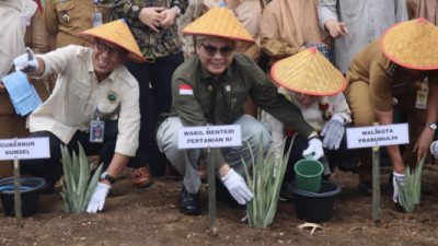 Genjot Ekspor Nasional, Kawasan Budidaya Nanas Prabumulih Diresmikan Wamentan