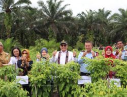 Wamentan Panen Cabai di Sukamara Melibatkan Warga Binaan Lapas