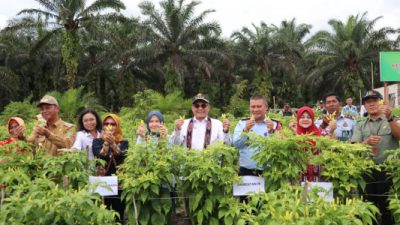Wamentan Panen Cabai di Sukamara Melibatkan Warga Binaan Lapas