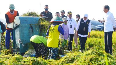 Presiden Panen Raya Padi Di Ngawi