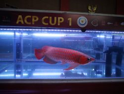 Lindungi Arwana Kalimantan, KKP Ajak Masyarakat