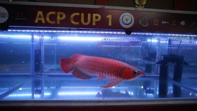 Lindungi Arwana Kalimantan, KKP Ajak Masyarakat