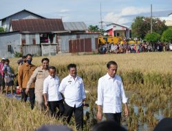 Panen Raya Sulawesi Selatan : Presiden Senang Produksi Naik Terus