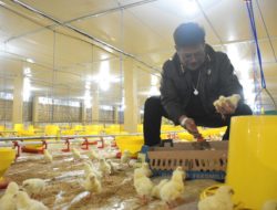 Mentan SYL Terapkan Role Model Penerapan Sistem Hulu-Hilir Ayam Broiler