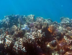 KTNI: Eksosistem Laut Indonesia Sedang Tak Sehat