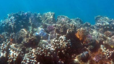 KTNI: Eksosistem Laut Indonesia Sedang Tak Sehat