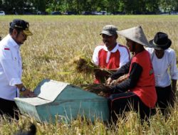 Mentan SYL Bersyukur Kabupaten Klaten Panen Padi IP400, Segera Perluas Ke Daerah Lain