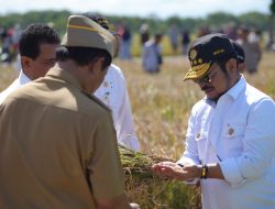 Panen Padi IP400 Dengan Aplikasi Biosaka Sukses, Produktivitas Petani Klaten Meningkat