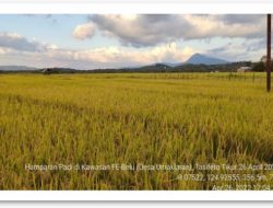 Food Estate Belu Sukses, Dengerin Nih Kesaksian Gubernur NTT
