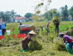 Kementan Minta Semua Pihak Waspada dan Optimalkan Penyerapan