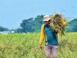 BPS: Panen Raya Sudah Merata, Harga Gabah dan Beras Turun