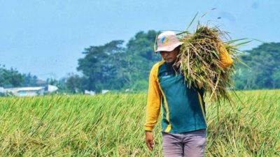 BPS: Panen Raya Sudah Merata, Harga Gabah dan Beras Turun