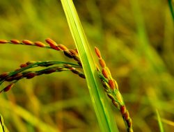 Gamagora 7, Varietas Padi Unggul Anak Negeri