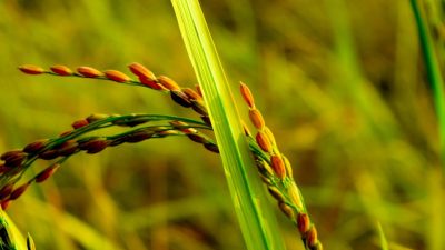 Gamagora 7, Varietas Padi Unggul Anak Negeri