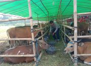 Biayai Kuliah S3, Mahasiswa UNJ Rela Tidur di Kandang, Berjibaku dengan Kotoran Sapi