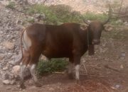 Jelang Idul Adha 2023, 25 ribu Sapi Bima Siap Banjiri Pasar