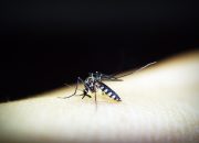 Pemerintah Optimis 2024 Semua Daerah Bebas Malaria