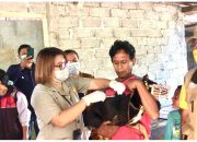 Tekan Penyebaran Virus, Kementan Lakukan Vaksinasi Massal Rabies di Timor Tengah Selatan