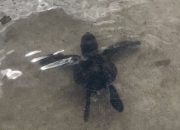 Festival Malaumkarta, KKP Lepasliarkan Ratusan Tukik