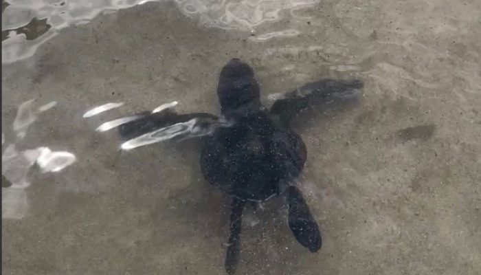 Festival Malaumkarta, KKP Lepasliarkan Ratusan Tukik