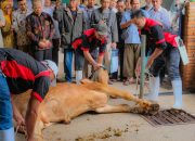 Kementan Sosialisasikan Pelaksanaan Kurban di Tengah Kewaspadaan Penyakit Hewan