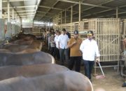 Mentan Pastikan Pemasangan Eartag Sesuai SOP