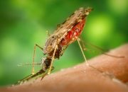 Satu Kabupaten di Provinsi Papua Barat Bebas dari Malaria
