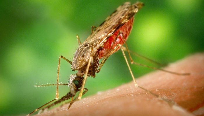 Indonesia Jadi Contoh Sukses Terbaik Perangi Malaria