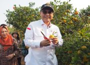 Wamentan Tinjau Kebun Produksi Jeruk BSIP Jestro Kota Batu