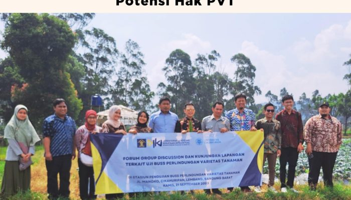 Kunjungi Kebun Pemeriksaan Substantif Manoko, Tim Akademisi UGM dan DJKI Pahami Proses Uji BUSS dan Potensi Hak PVT
