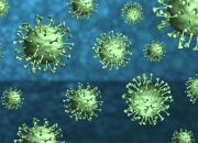 Pemerintah Tingkatkan Kewaspadaan Terkait Virus Nipah