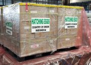 Perdana, Indonesia Berhasil Tembus Ekspor Telur Tetas Ayam ke Brunei Darussalam