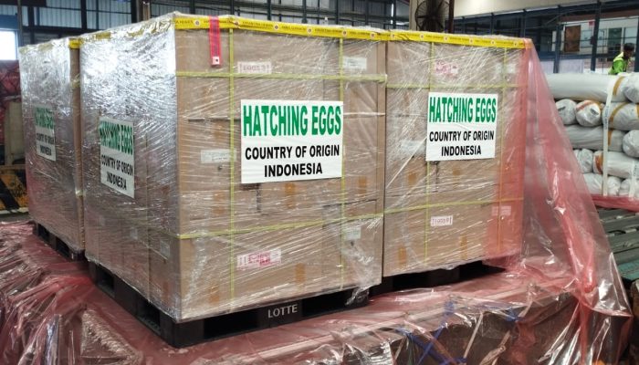 Perdana, Indonesia Berhasil Tembus Ekspor Telur Tetas Ayam ke Brunei Darussalam